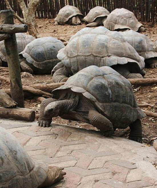 Zanzibar Prison Island Boat Trip