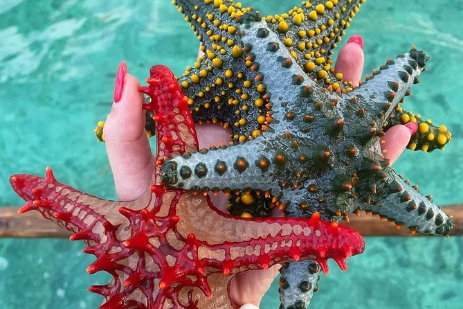 Zanzibar starfish