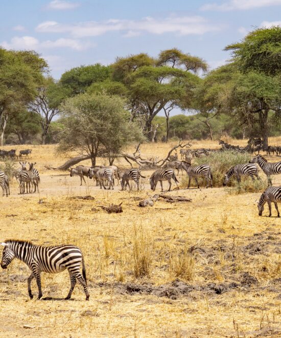 Mikumi National Park Safari Day Trip By Flight